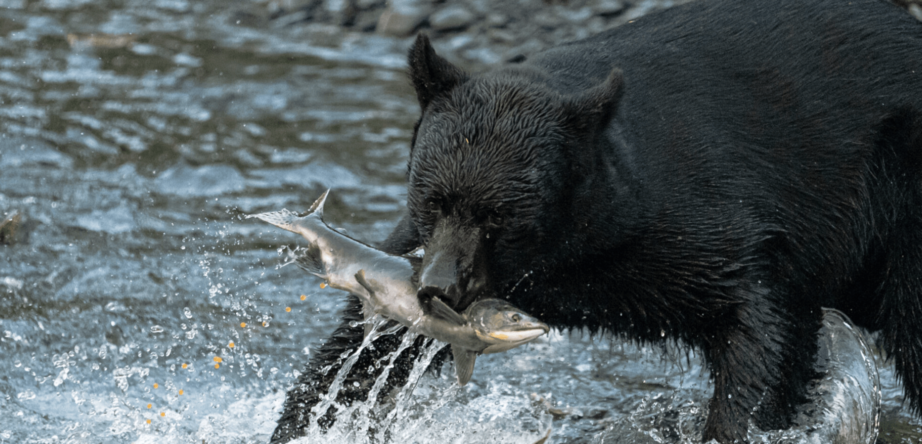 Salmon and other migratory fish play crucial role in delivering nutrients